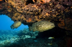 Fish in the Florida Keys are here in prodigious numbers and diversity. 